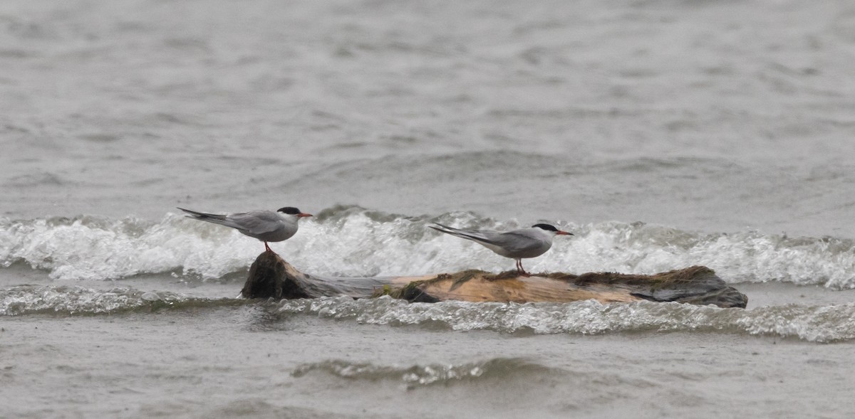 Common Tern - ML639815248