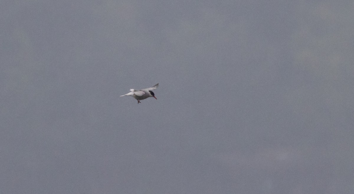 Common Tern - ML639815250