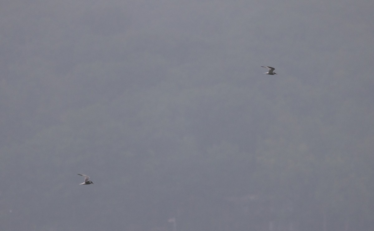 Common Tern - ML639815251
