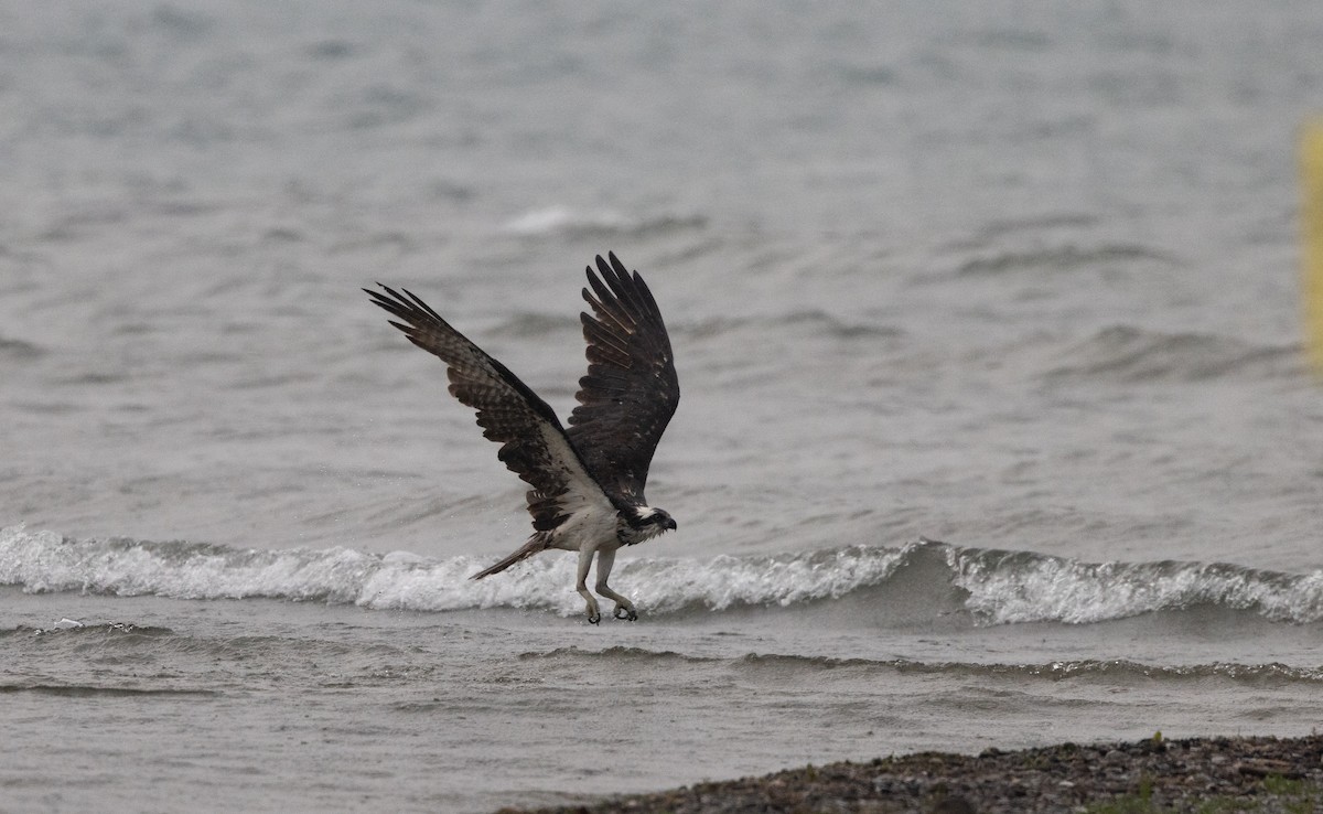 Osprey (American) - ML639815253