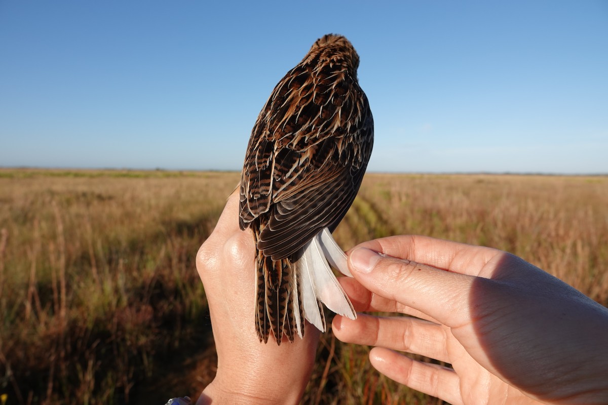 Eastern Meadowlark - ML639815255
