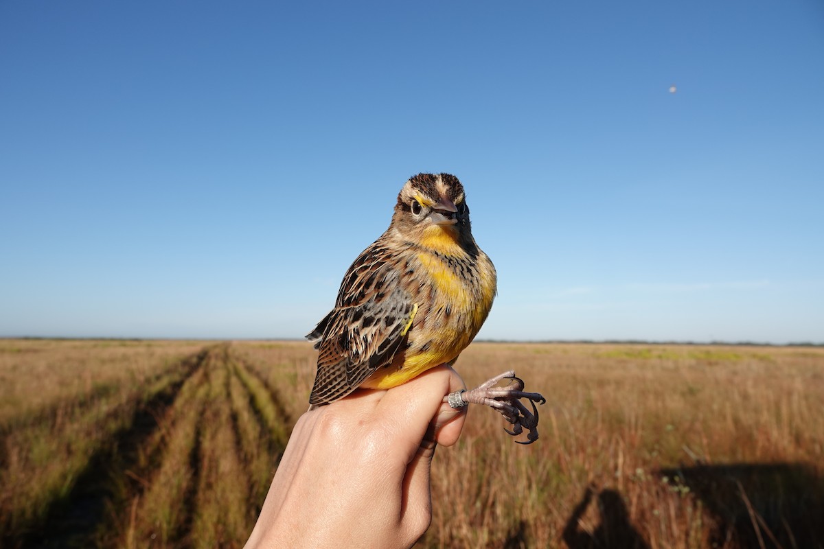 Eastern Meadowlark - ML639815256