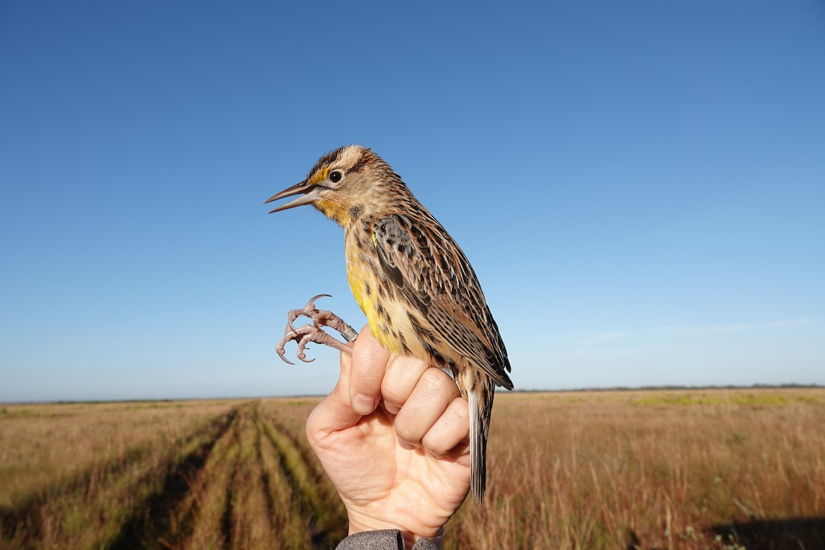 Eastern Meadowlark - ML639815257