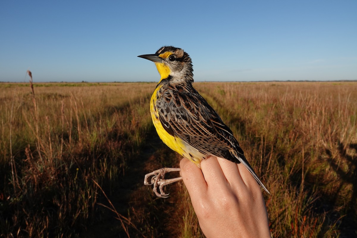 Eastern Meadowlark - ML639815258