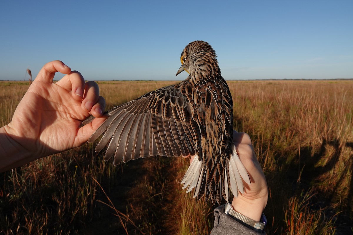 Eastern Meadowlark - ML639815259