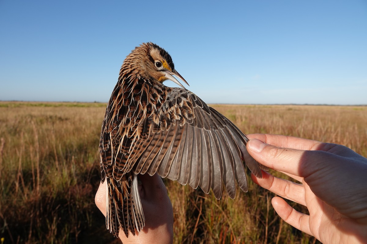 Eastern Meadowlark - ML639815260