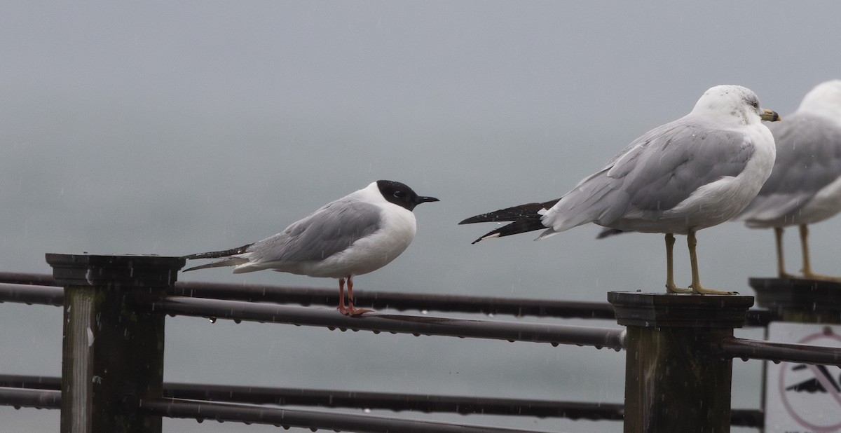 Bonaparte's Gull - ML639815263