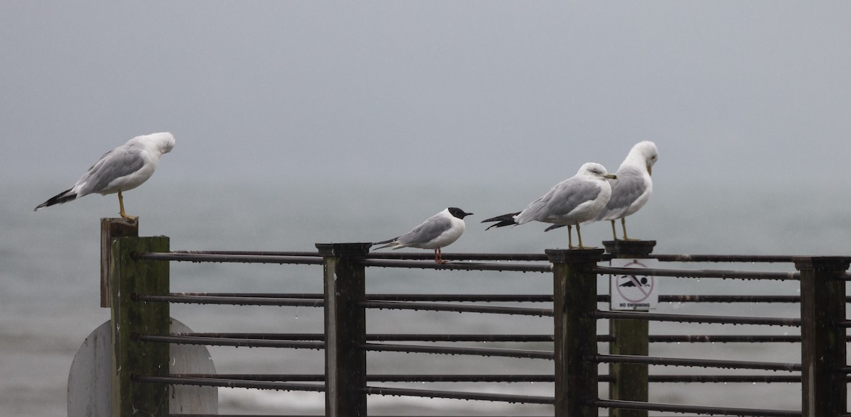 Bonaparte's Gull - ML639815264