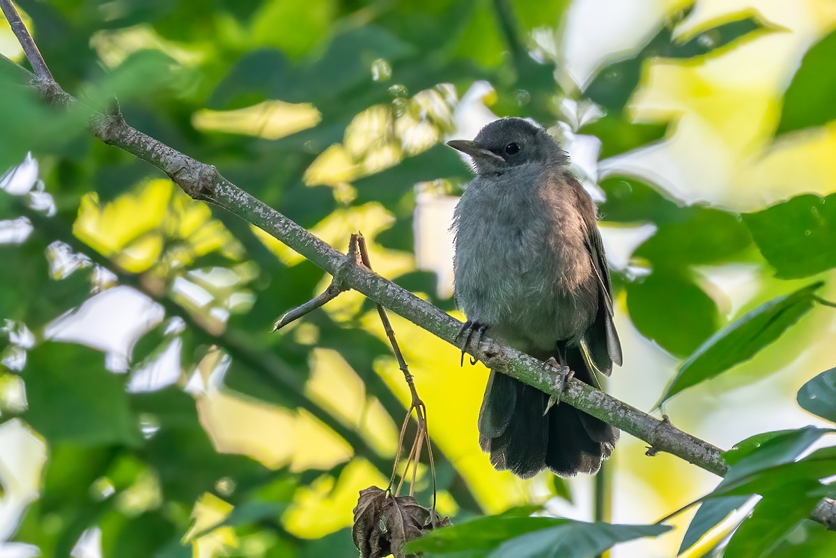 Gray Catbird - ML639815266