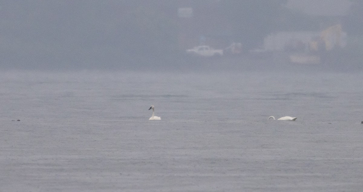 Trumpeter Swan - ML639815268