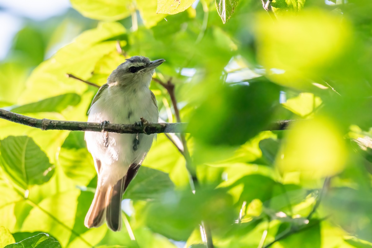 Red-eyed Vireo - ML639815286