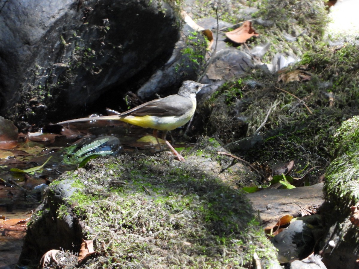 Gray Wagtail - ML639815333