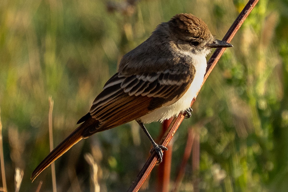 Ash-throated Flycatcher - ML639815337