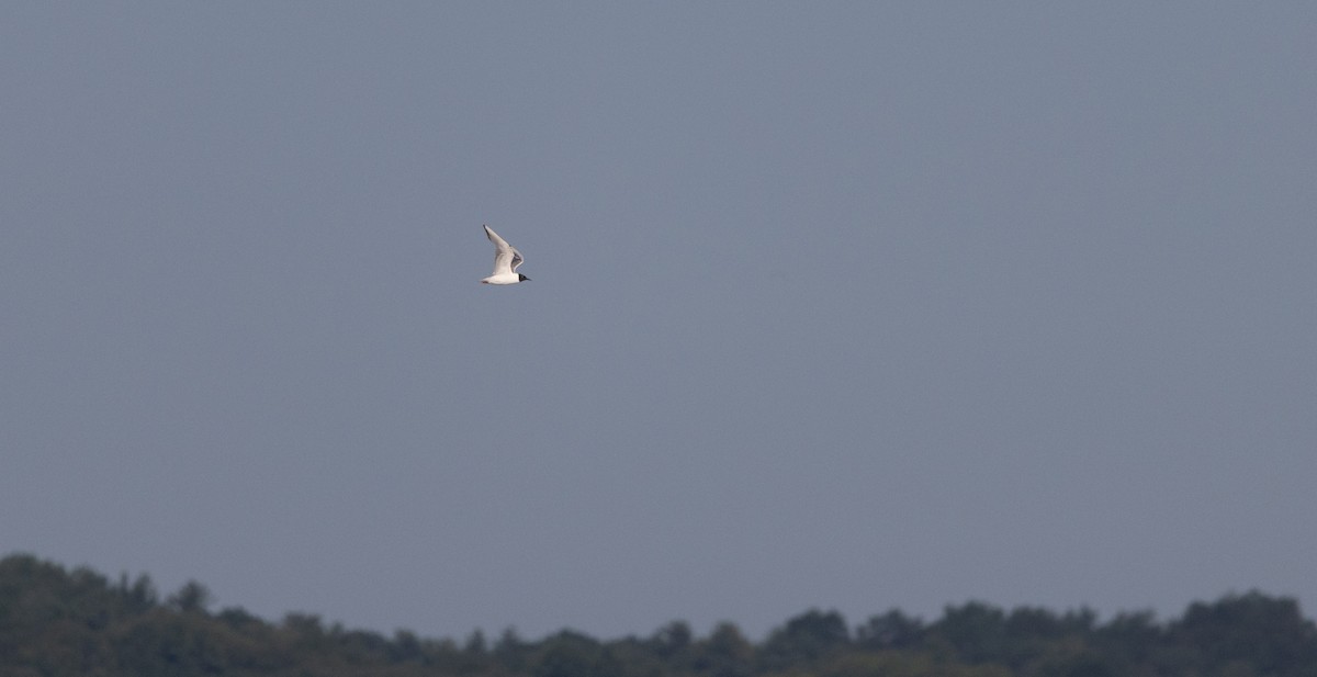 Bonaparte's Gull - ML639815355