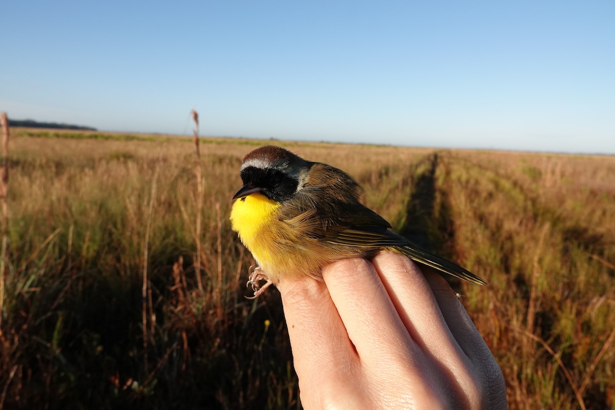Common Yellowthroat - ML639815369
