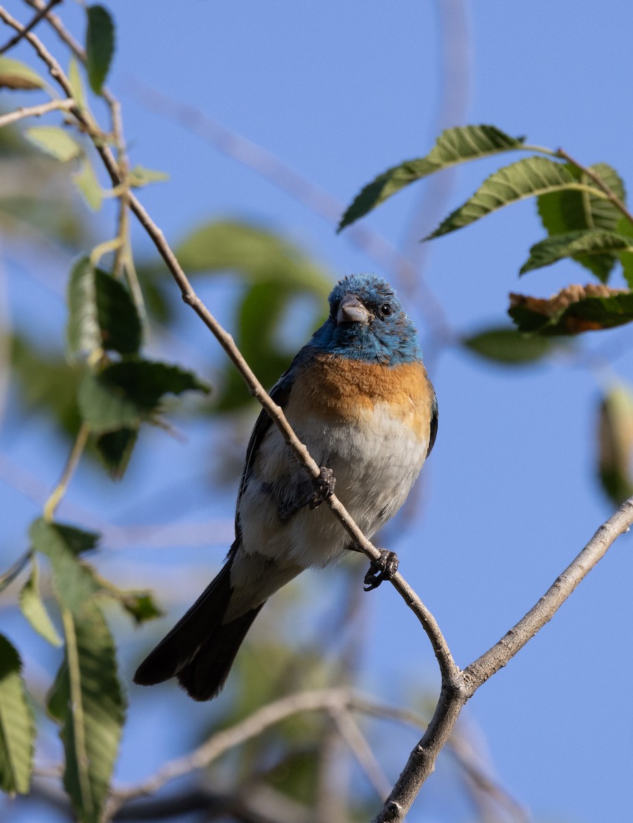 Passerin azuré - ML639815387