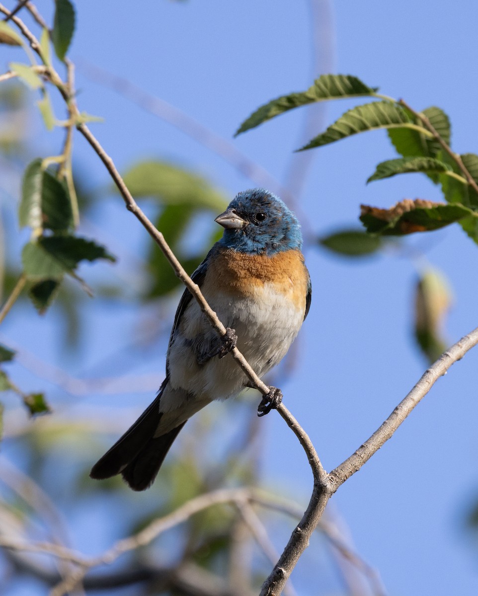 Passerin azuré - ML639815388