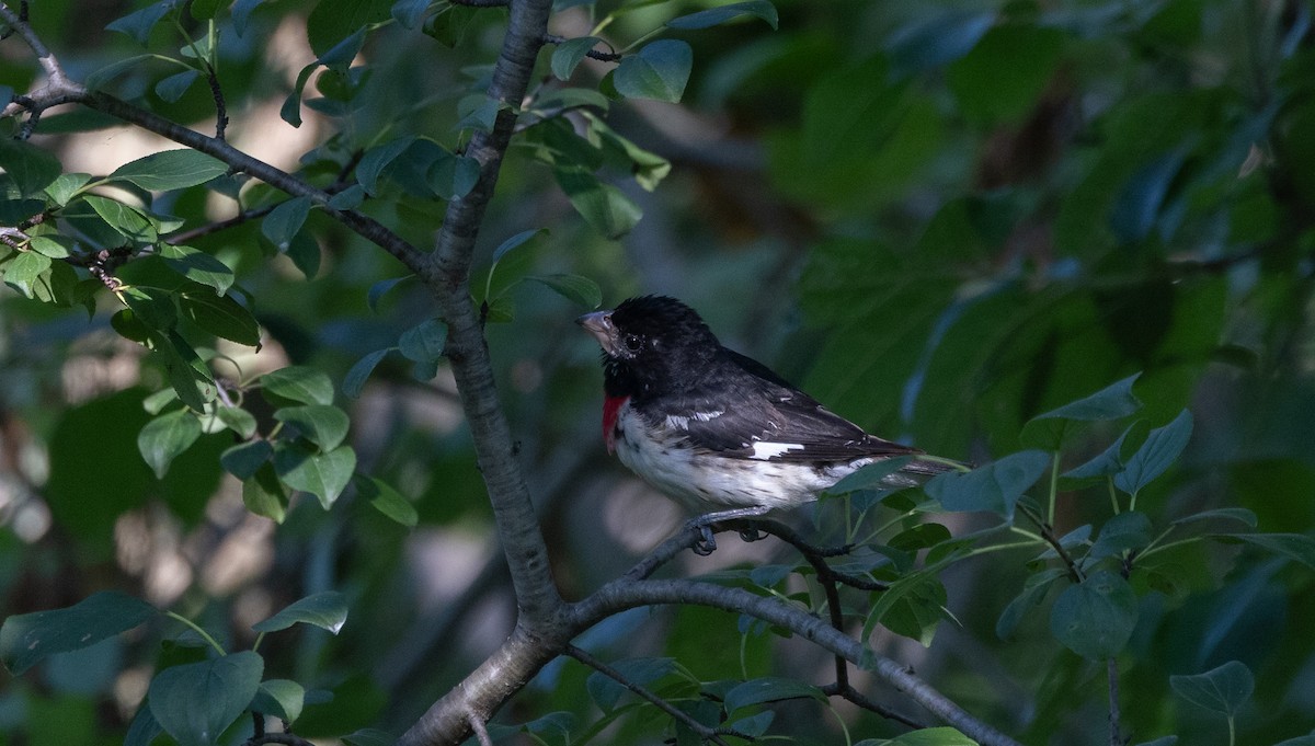 Rose-breasted Grosbeak - ML639815395