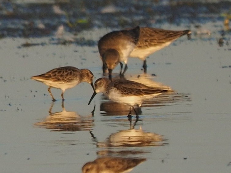 Dunlin - ML639815398
