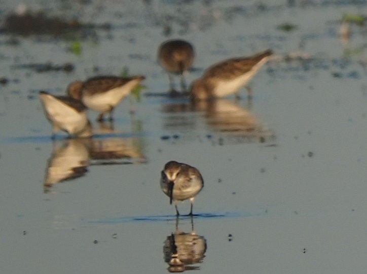 Western Sandpiper - ML639815457