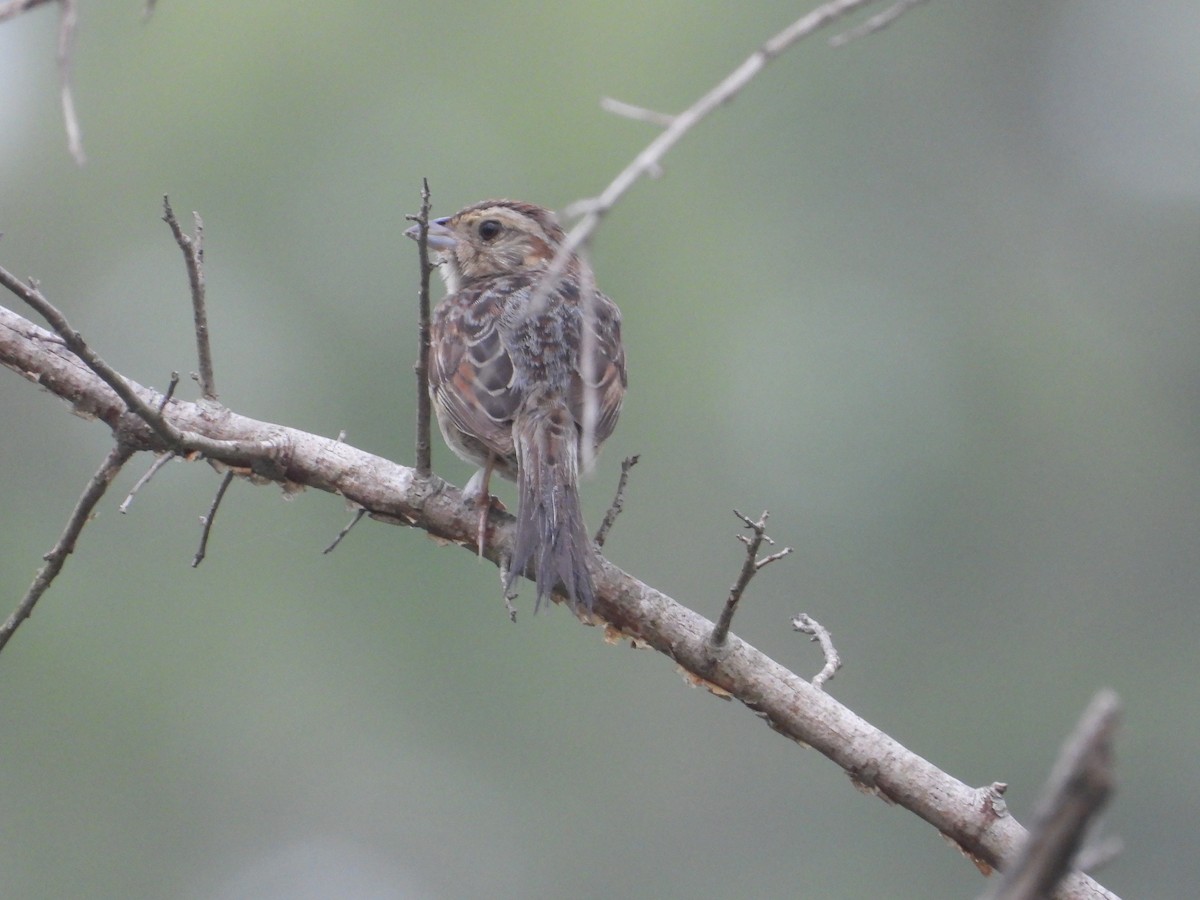 Bachman's Sparrow - ML639815476