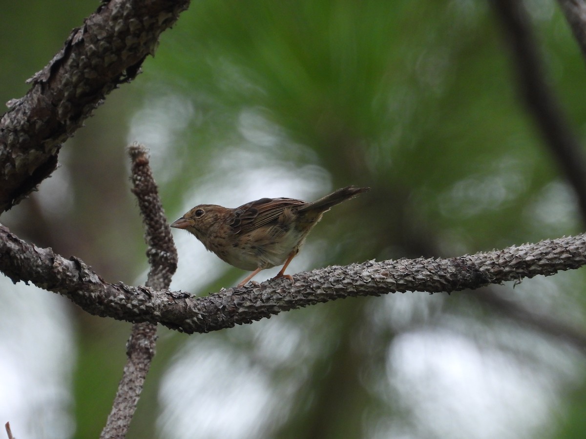 Bachman's Sparrow - ML639815477