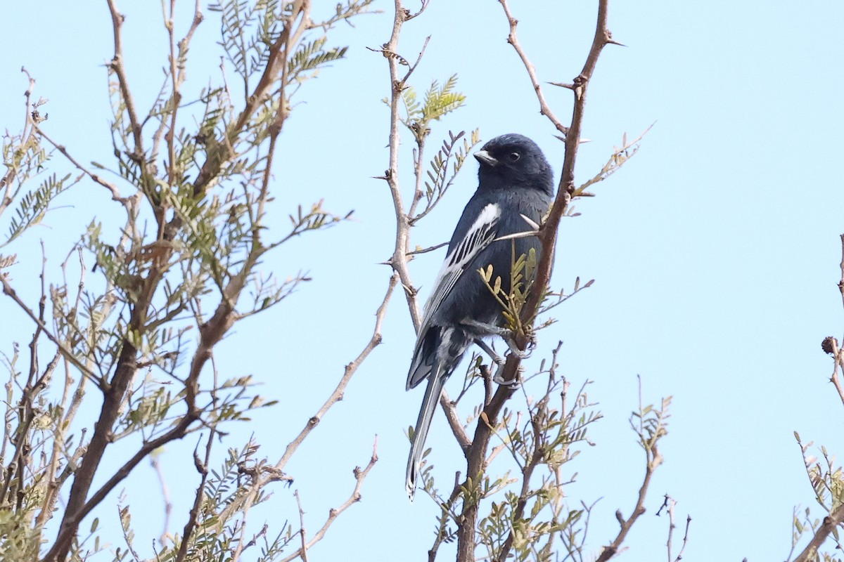 Southern Black-Tit - ML639815508