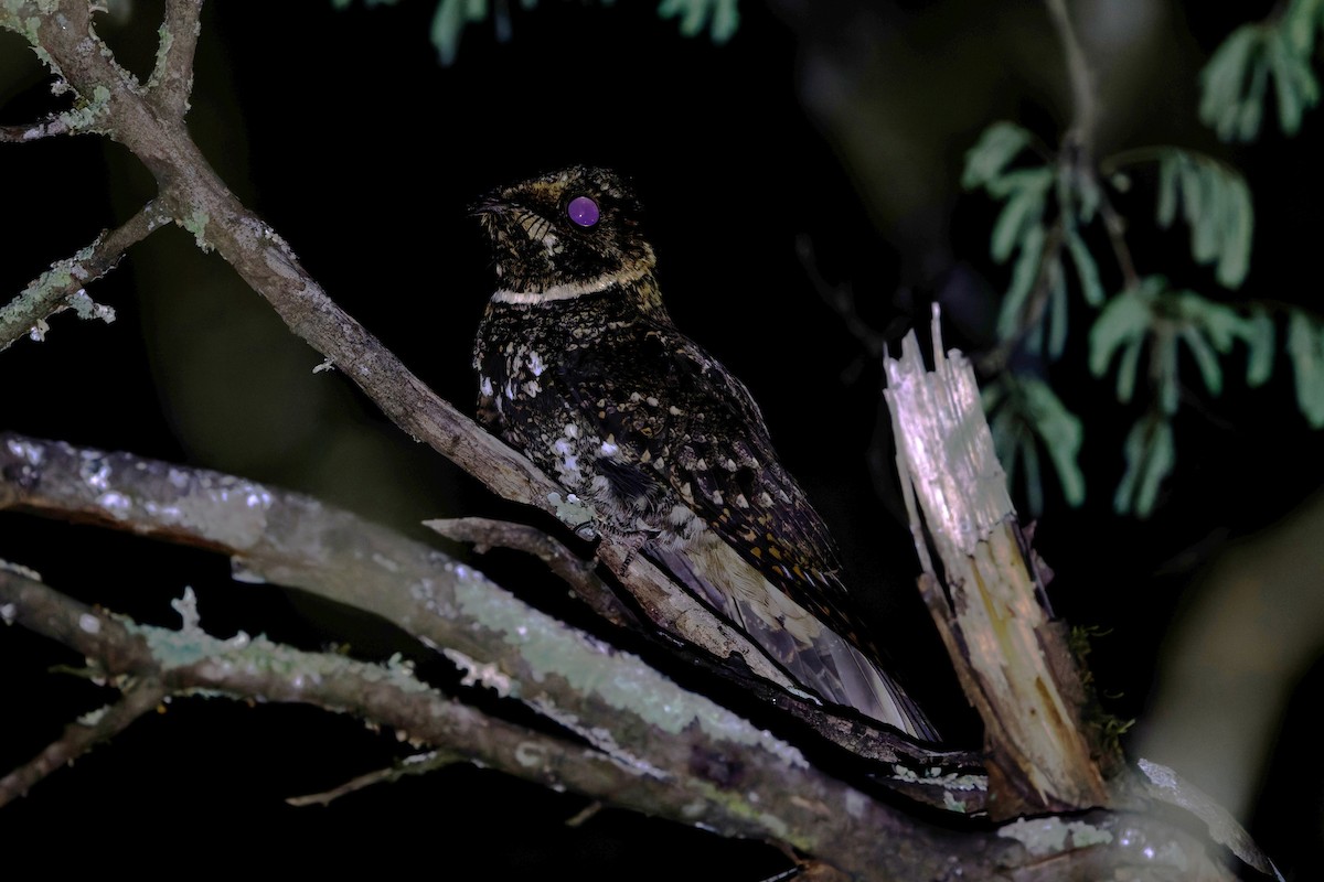 Tawny-collared Nightjar - ML639815534