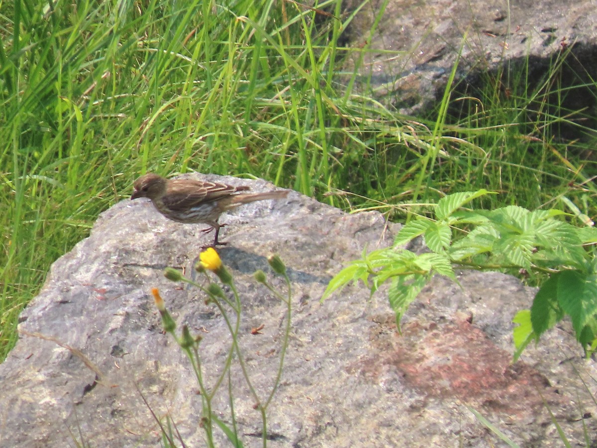 House Finch - ML639815551
