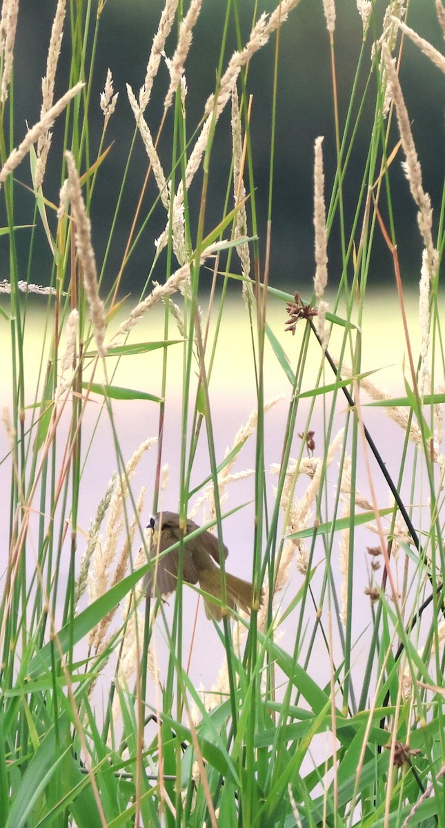 Common Yellowthroat - ML639815588