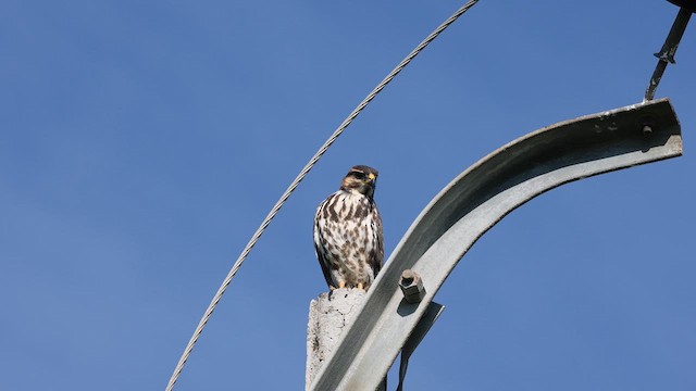 Gray Hawk - ML639815590