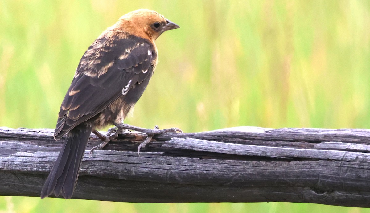 Yellow-headed Blackbird - ML639815602