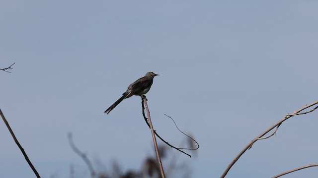 Tropical Mockingbird (Mayan) - ML639815606