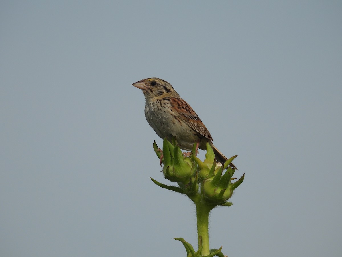 Henslow's Sparrow - ML639815607