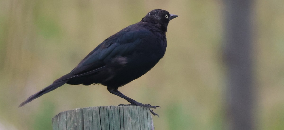 Brewer's Blackbird - ML639815630