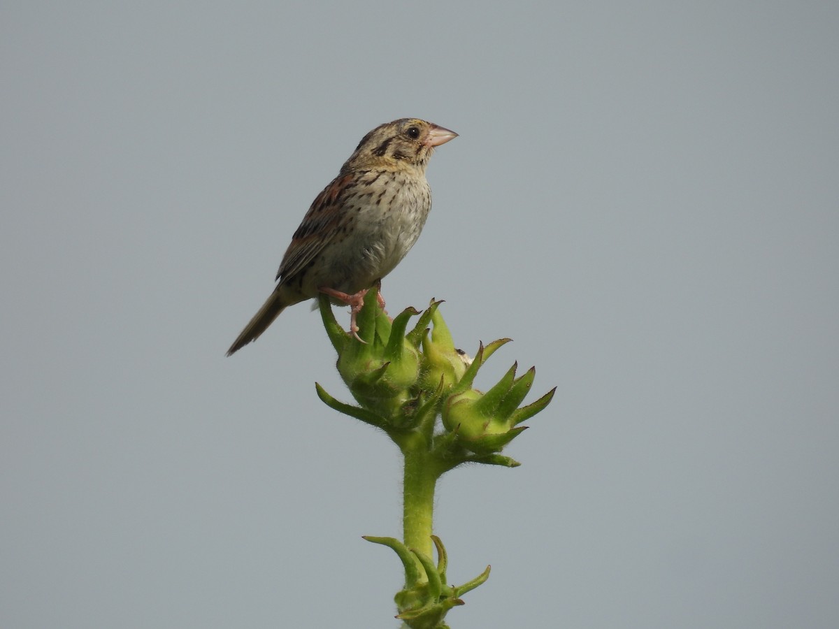 Henslow's Sparrow - ML639815638