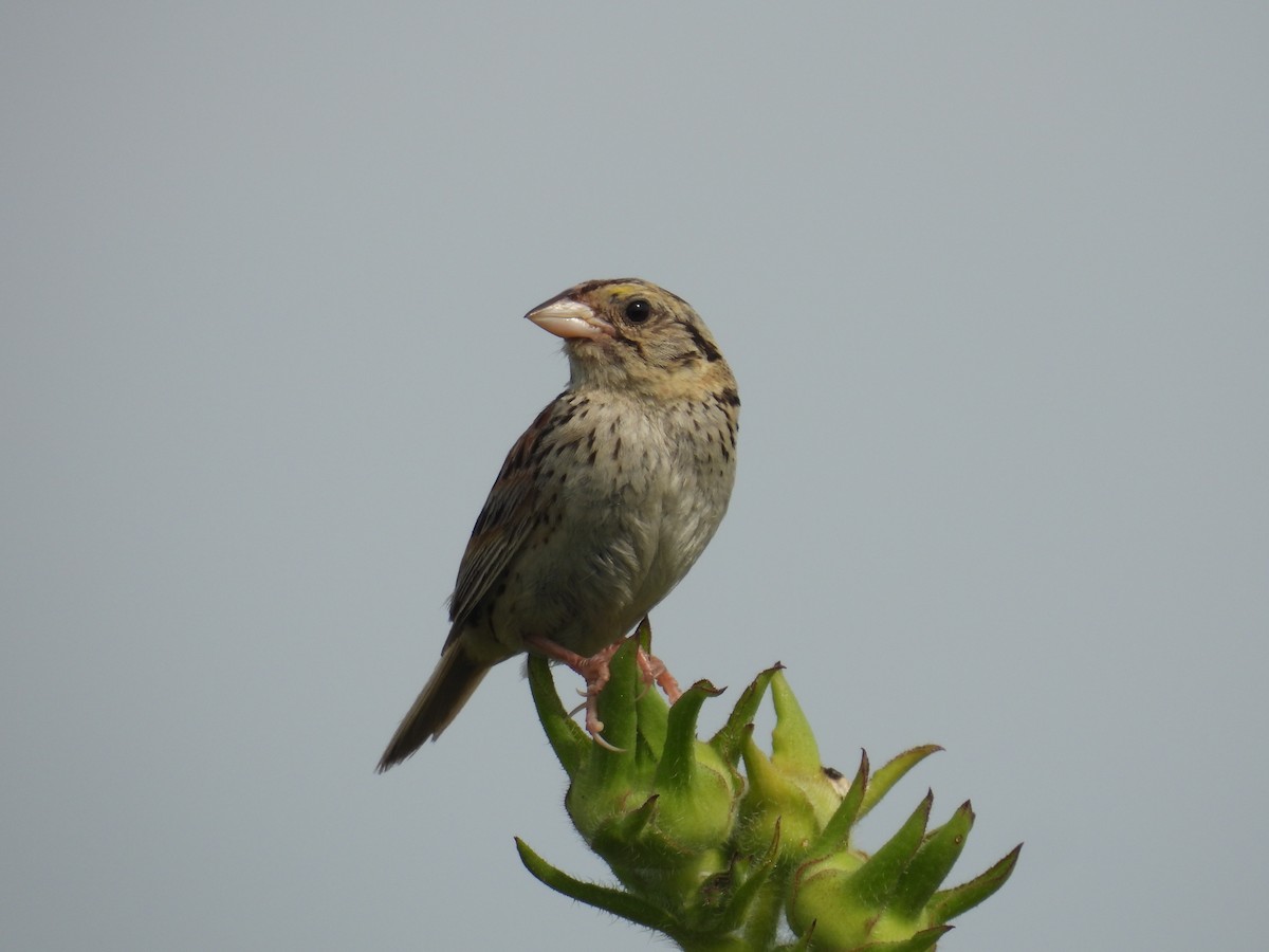 Henslow's Sparrow - ML639815642