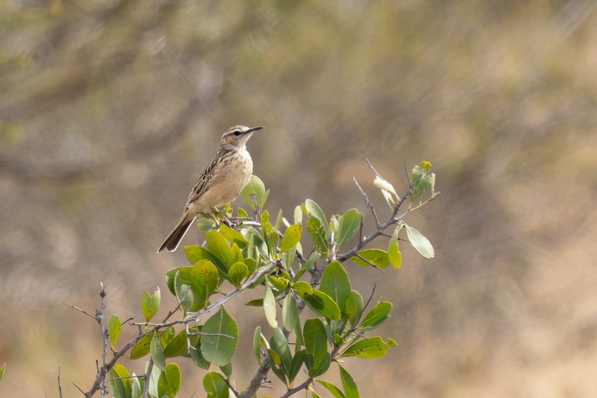 Short-clawed Lark - ML639815670