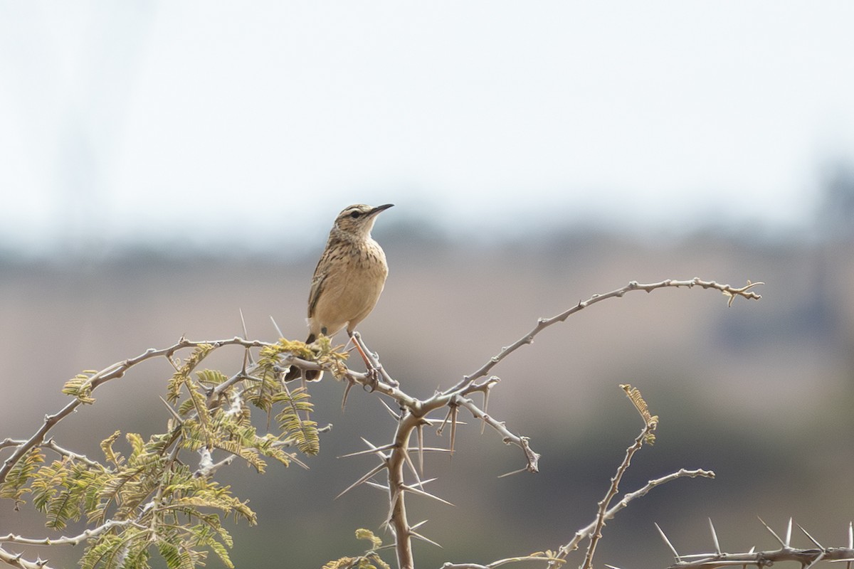 Short-clawed Lark - ML639815671
