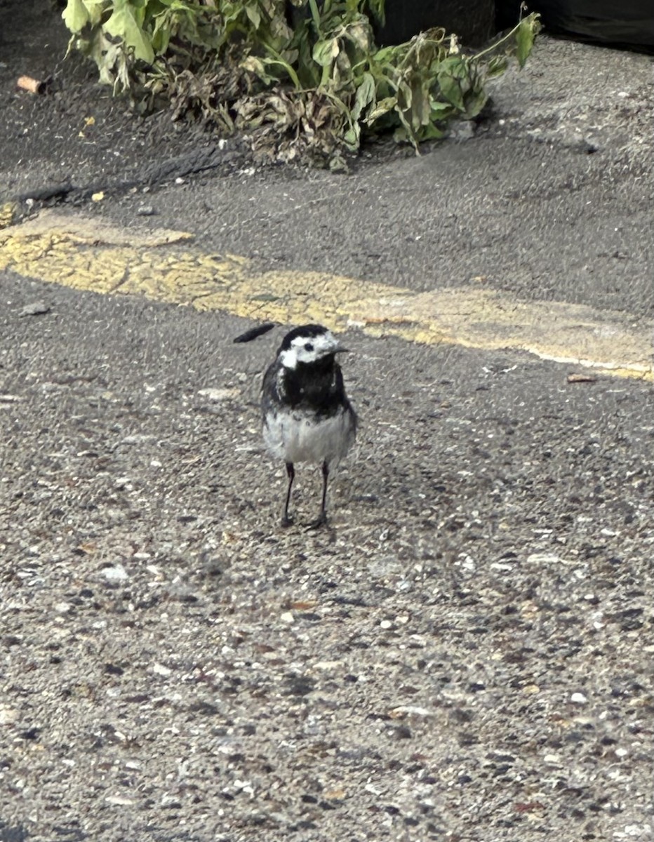 White Wagtail - ML639815692