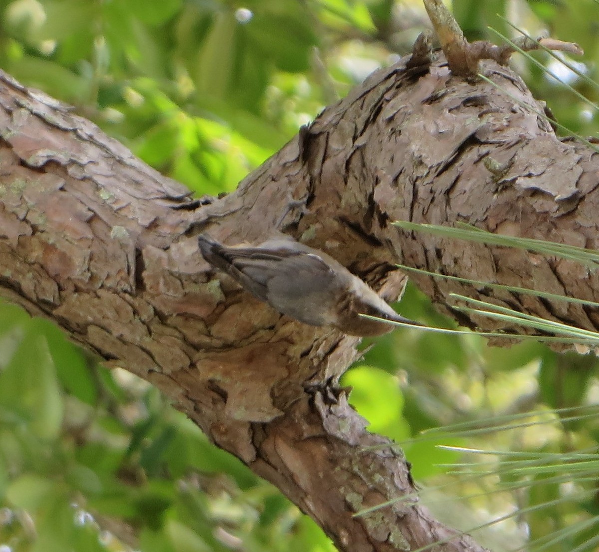 Brown-headed Nuthatch - ML639815741