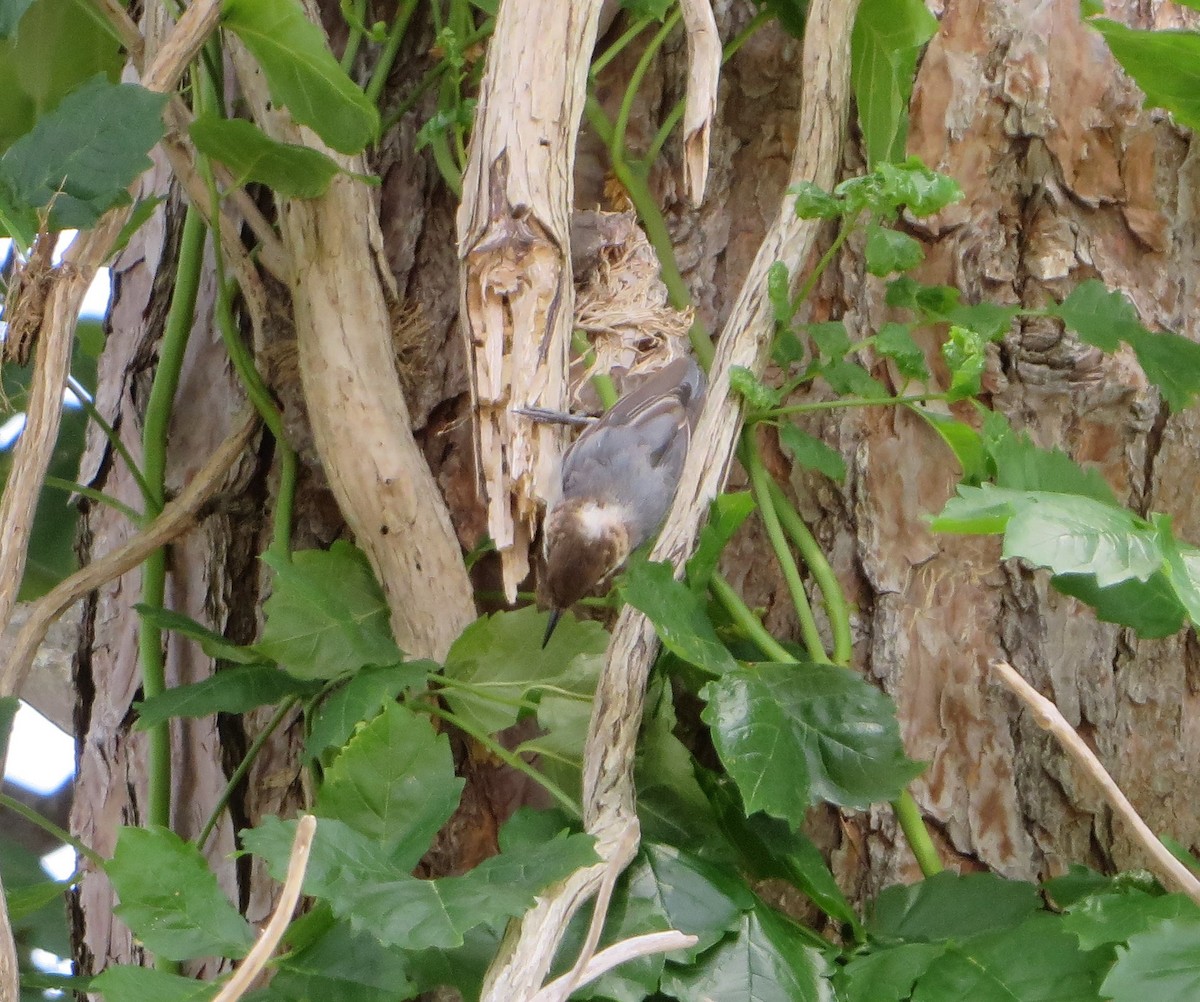 Brown-headed Nuthatch - ML639815742