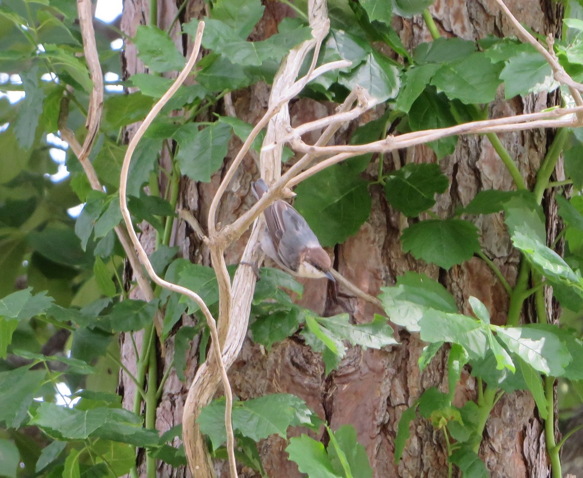 Brown-headed Nuthatch - ML639815743