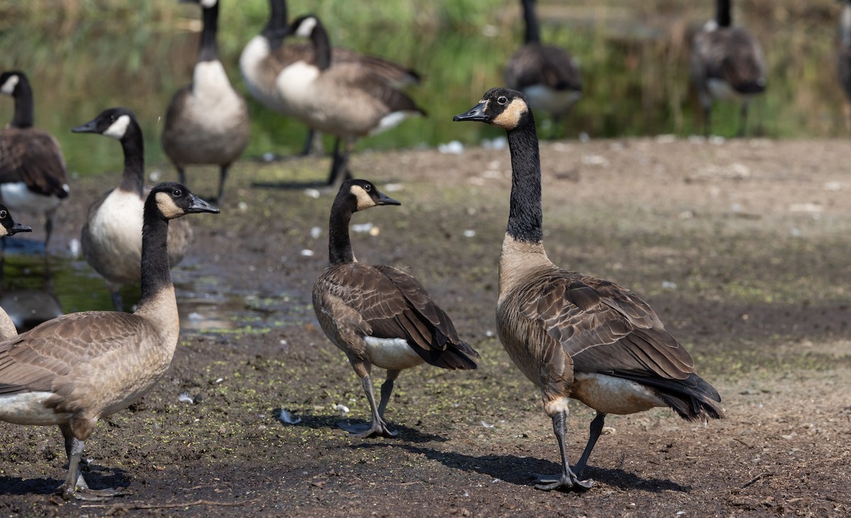 Canada Goose - ML639815755