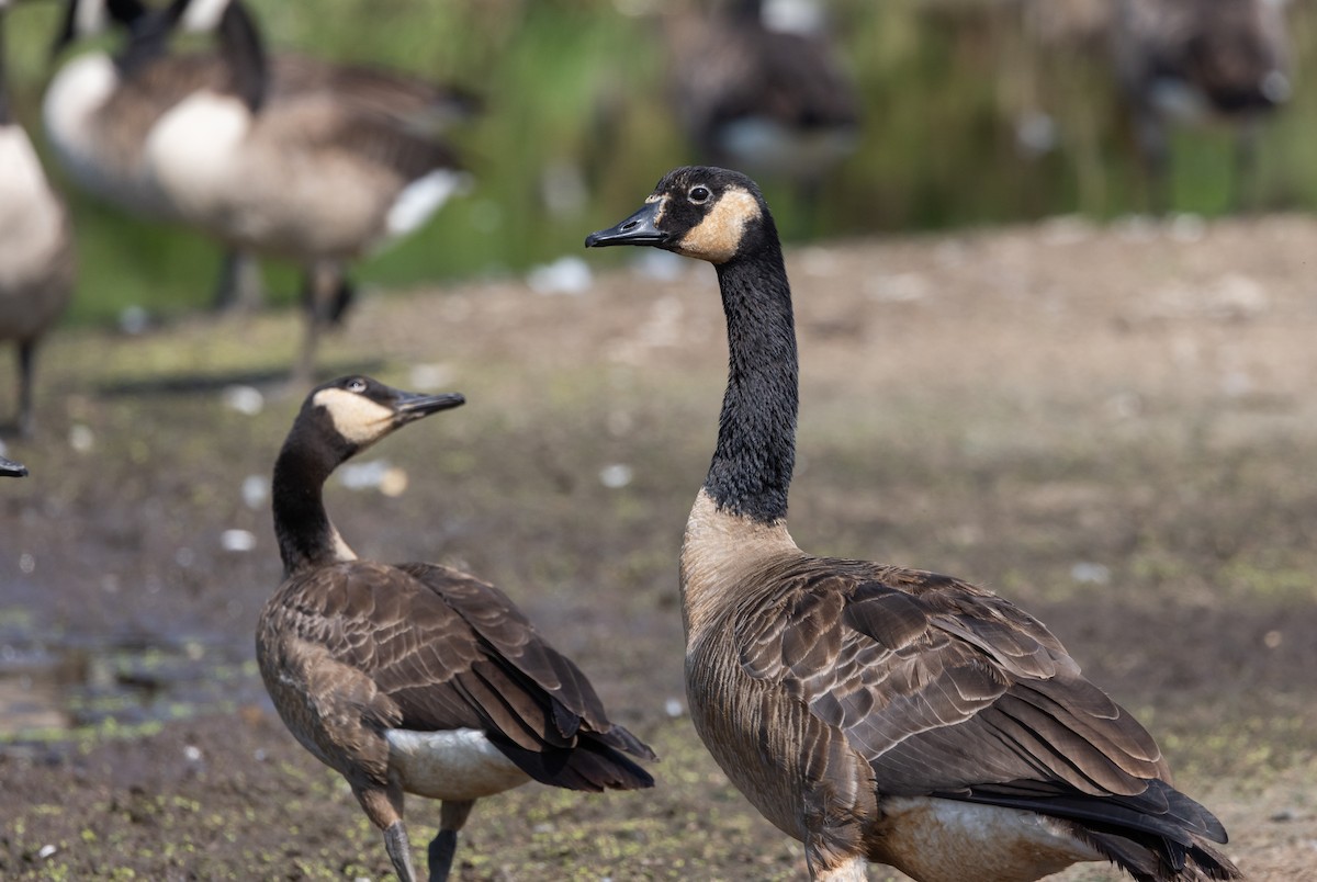 Canada Goose - ML639815756