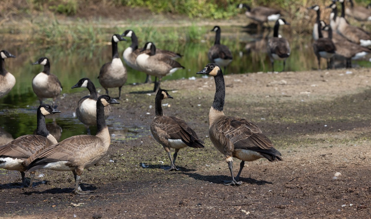 Canada Goose - ML639815757