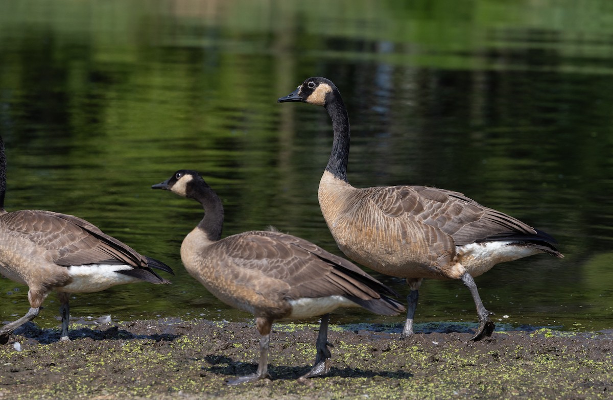 Canada Goose - ML639815758
