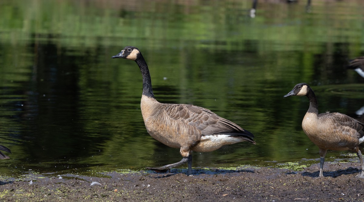 Canada Goose - ML639815759