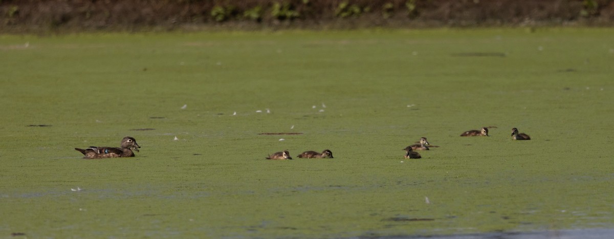 Wood Duck - ML639815763