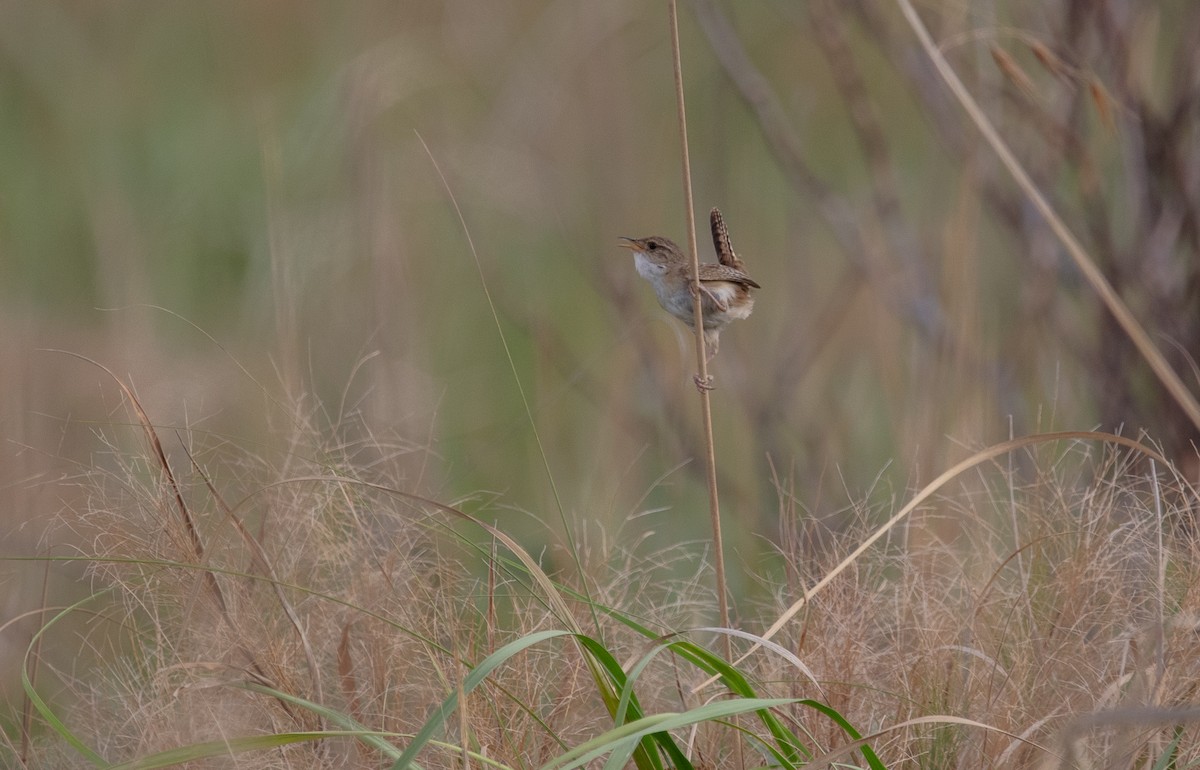 Grass Wren - ML639815846